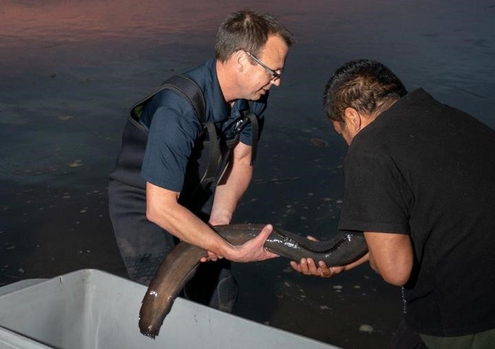 Scientists look to solve the longfin eel's breeding ground mystery NIWA